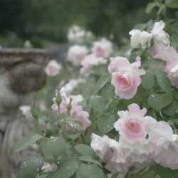 the-willows-at-kurrajong-nsw-garden-roses-travellarks-getaways