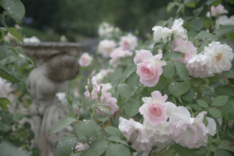 the-willows-at-kurrajong-nsw-garden-roses-travellarks-getaways