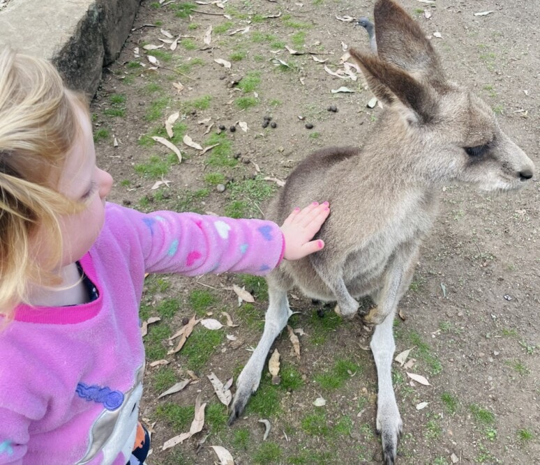 Kangaroos-Coomba-North-Coast-NSW-Travellarks - Travellarks Kangaroos-Coomba-North-Coast-NSW-Travellarks.jpg