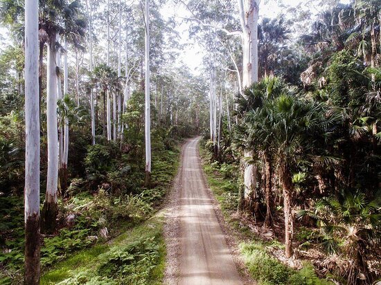 Wallingat-National-Park-Pacific-Palms-NSW-Travellarks-Photography-Saffari - Travellarks Wallingat-National-Park-Pacific-Palms-NSW-Travellarks-Photography-Saffari.jpg