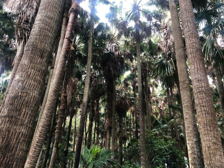 Green-Cathedral-Rainforest-Weddings-Booti-Booti-NSW-Travellarks - Travellarks Green-Cathedral-Rainforest-Weddings-Booti-Booti-NSW-Travellarks.jpg