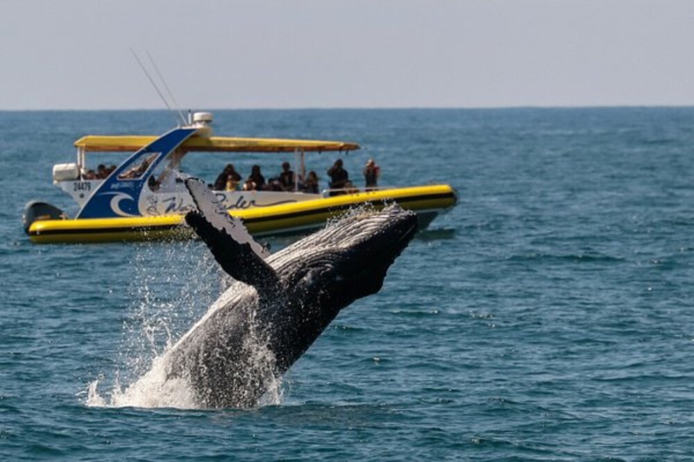 Whales- Port-Macquarie-NSW-Travellarks 1 - Travellarks Whales- Port-Macquarie-NSW-Travellarks