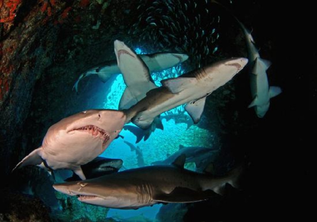 South-West-Dive-Centre- Fish-Rock-Cave-North-Coast-NSW-Travellarks - Travellarks South-West-Dive-Centre-Fish-Rock-Cave-North-Coast-NSW-Travellarks.