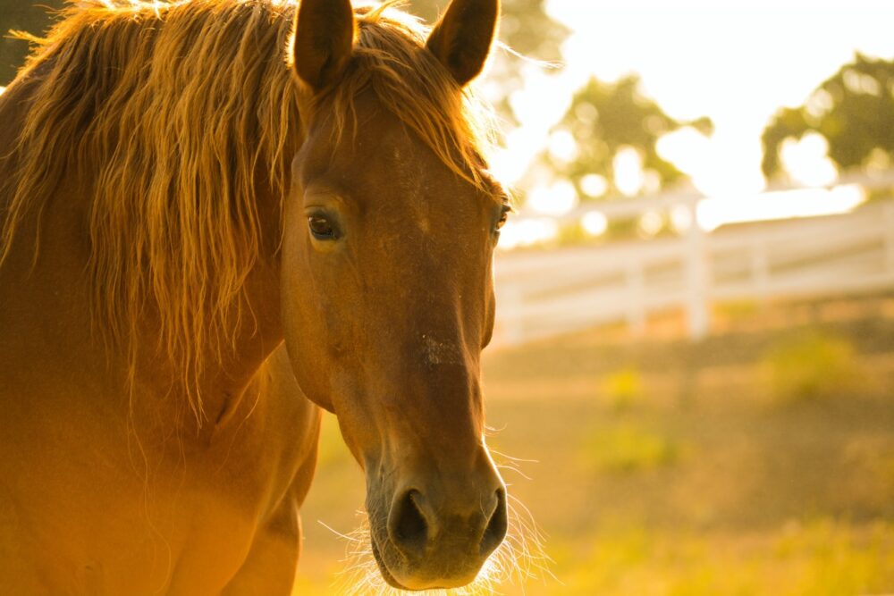 Horse-riding-High-Country-VIC-Travellaeks - Travellarks Horse-riding-High-Country-VIC-Travellaeks