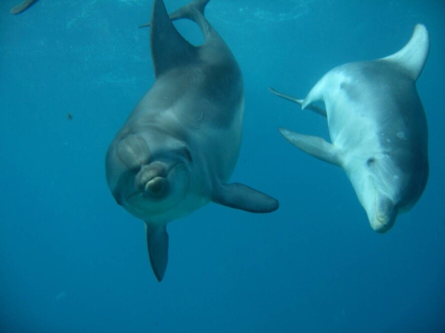 Dolphin-swims-with Moonraker-Victoria-Travellarks - Travellarks Dolphin-swims-with-Moonraker-Victoria-Travellarks.jpg