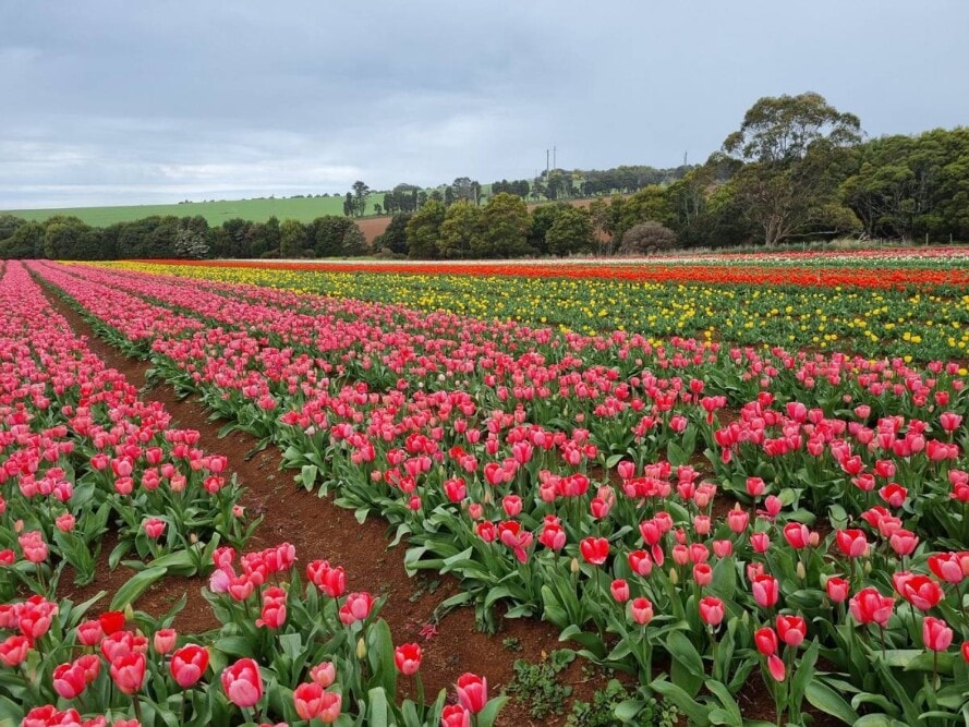 Cape-Tulip-Farm-Tasmania - Travellarks Cape-Tulip-Farm-Tasmania -Travellarks