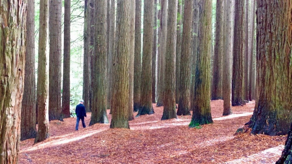 The-Redwoods-The-Otways-Victoria-Travellarks - Travellarks The-Redwoods-The-Otways-Victoria-Travellarks.jpg