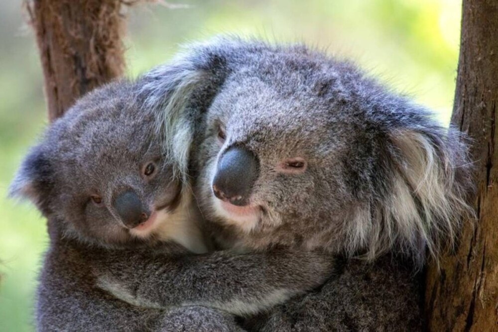 Koalas-Healesville-Sanctuary-Victoria-Travellarks - Travellarks Koalas-Healesville-Sanctuary-Victoria-Travellarks.jpg