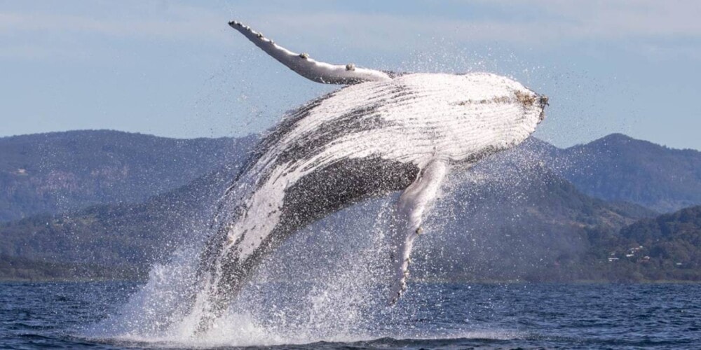 Whalewatching-Byron-Bay-NSW-Travellarks - Travellarks Whalewatching-Byron-Bay-NSW-Travellarks.jpg