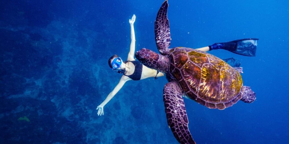 Wild-Byron-Snorkelling-Byron-Bay-Travellarks 1 - Travellarks Wild-Byron-Snorkelling-Byron-Bay-Travellarks