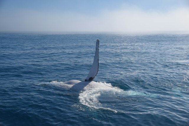 frolicking-whales-hervey-bay-qld-australia - Travellarks media-release-whale-of-a-view-whales-hervey-bay-qld-australia