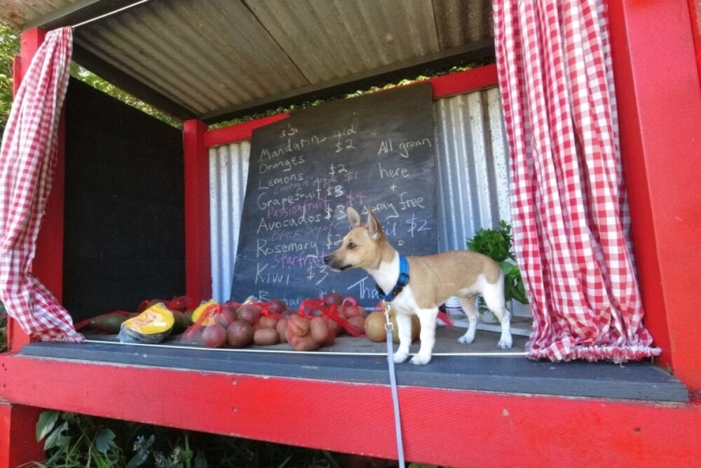 ginghim-curtains-Roadside-stalls-Byron NSW - Travellarks ginghim-curtains-Roadside-stalls-Byron-NSW.jpg