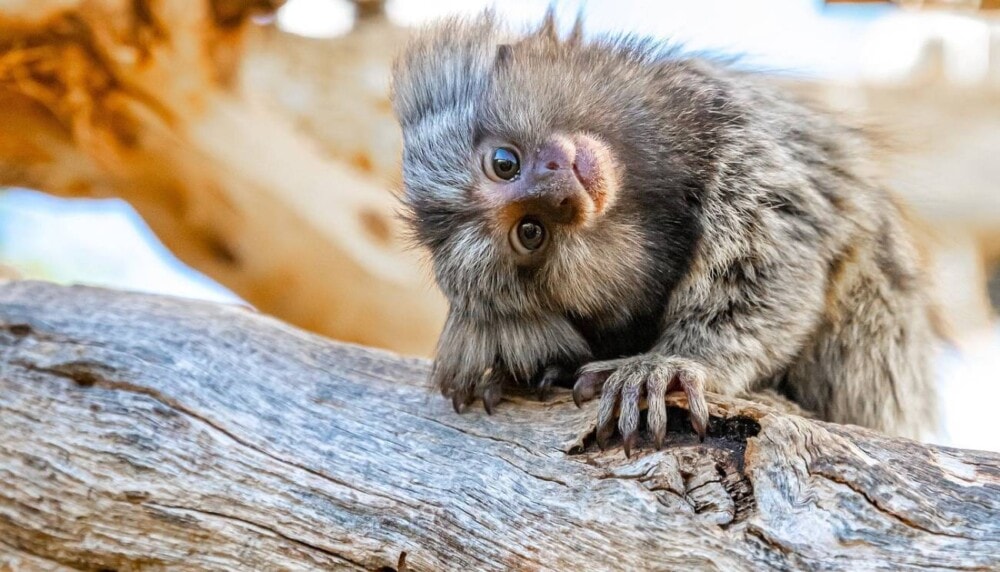 mingle-with-marmosets-at-Zoodoo-Zoo-travellarks - Travellarks mingle-with-marmosets-at-Zoodoo-Zoo-travellarks.jpg