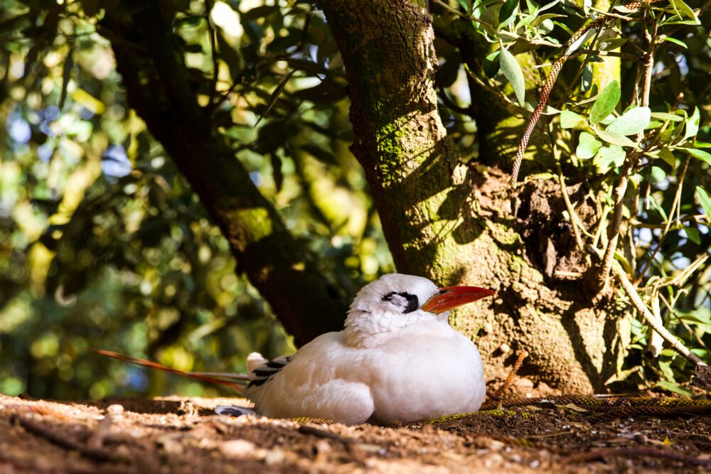 norfolk-island-qld-accommodation-travellarks-birdlife - Travellarks norfolk-island-qld-accommodation-travellarks-birdlife