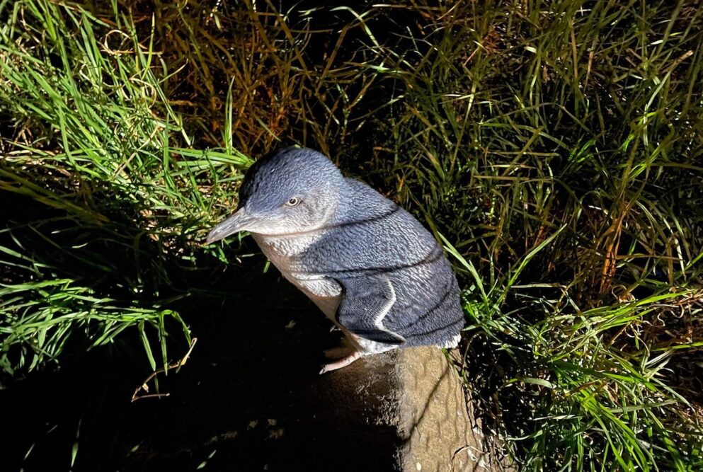 Thingstodoin BurnieroadtriptheBassHighwaypenguinwatching Travellarks Getaways Things to do in Burnie roadtrip the Bass Highway penguin watchingjpg