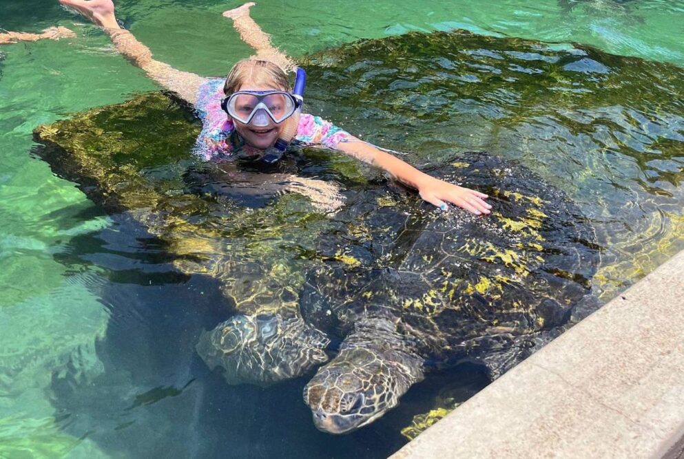 Reefworld_Aquarium_turtle_swim_Travellarks_roadtrip. - Travellarks Reefworld_Aquarium_turtle_swim_Travellarks_roadtrip.jpg