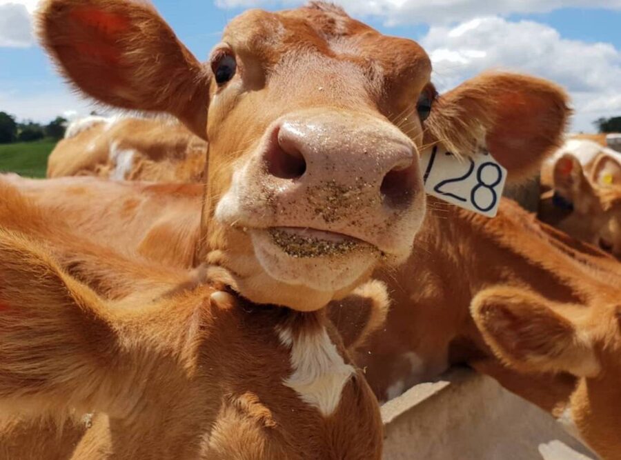 feed-the-heifers- Mlaeny-Diary_Travellarks_roadtrip - Travellarks feed-the-heifers- Mlaeny-Diary_Travellarks_roadtrip.jpg
