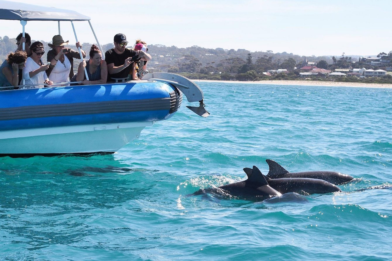 the_bigduck_boat_tours_dolphins_Travellarks_roadtrip.jpg