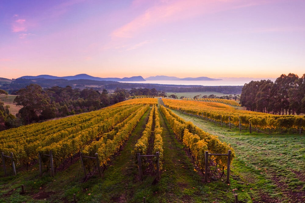 Bream-Creek-Vineyard-Tasmania-Travellarks-Roadtrip - Travellarks Bream-Creek-Vineyard-Tasmania-Travellarks-Roadtrip