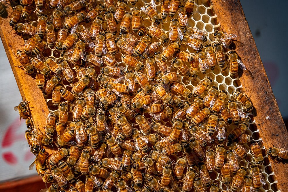 Bruny-Island-Honey-Tasmania - Travellarks Bruny-Island-Honey-Tasmania
