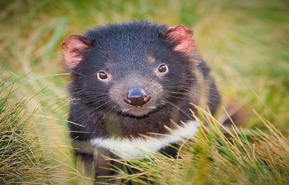 Tasmanian-devils-Cradle-Lake-National-Park - Travellarks Tasmanian-devils-Cradle-Lake-National-Park