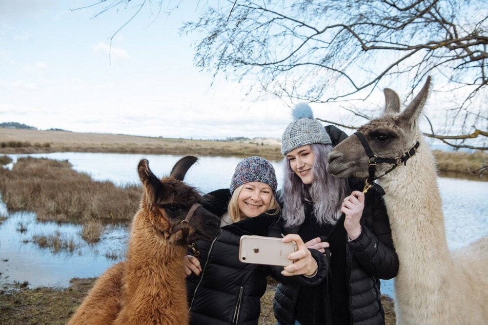 BlackwattlealpacafarmYassNSW  Travellarks Getaways Blackwattle alpaca farm Yass NSW