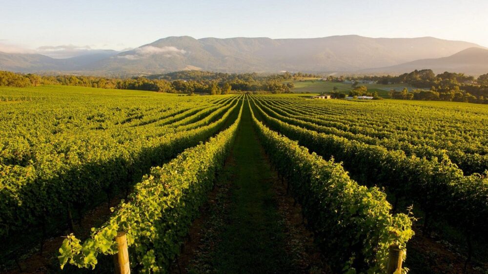 mudgee-boutique-wine.-Travellarks-nsw - Travellarks mudgee-boutique-wine.-Travellarks-nsw.