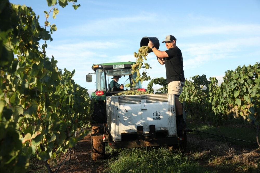 de-julius-vineyard-hunter-valley-nsw-travellarks-accommodation - Travellarks Roadtrip-around-the-Hunter-Valley