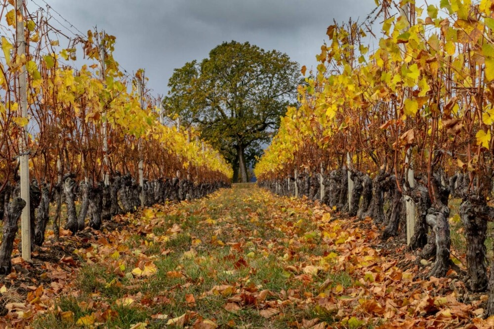 oleg-demakov-vines-hunter-valley-travellarks (2) - Travellarks Roadtrip-around-the-Hunter Valley