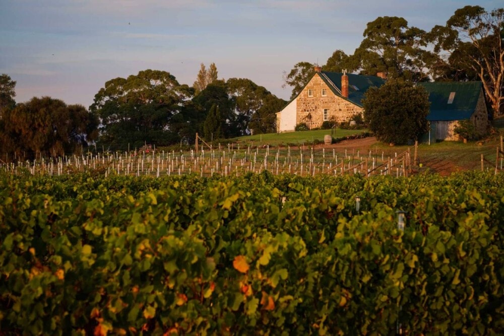 Craigie-Knowe-Vineyard-Tasmania-Travellarks-roadtrips - Travellarks Craigie-Knowe-Vineyard-Tasmania-Travellarks-roadtrips.jpg