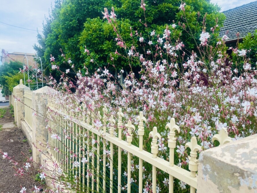 Flowers-outside-colonial-homes-bathurst-nsw-Travellarks - Travellarks Flowers-outside-colonial-homes-bathurst-nsw-Travellarks.jpg