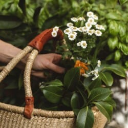 henrys-on-balfour-launceston-bec-wilox-garden2