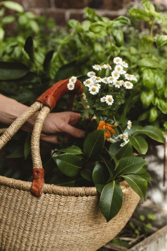 henrys-on-balfour-launceston-bec-wilox-garden2
