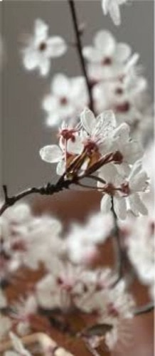 Cambridge-House-Geeveston-TAS-Travellarks-blossums.