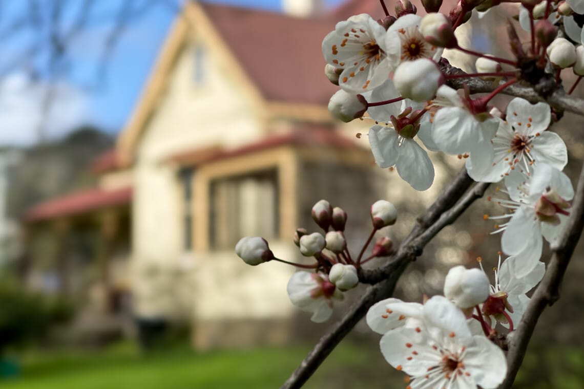 Cambridge-House-Geeveston-TAS-Travellarks-front-blossoms