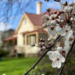 Cambridge-House-Geeveston-TAS-Travellarks-front-blossoms