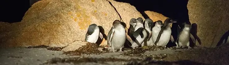 penguin-tours-tasmania-travellarks-getaways - Travellarks Attachment Detailspenguin-tours-tasmania-travellarks-getaways