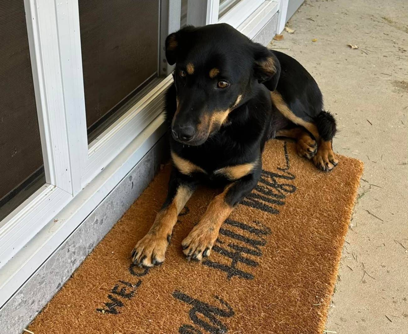 BeartheKelpiewelcomeTheredhillnestglanmireNSW Travellarks Getaways Bear the Kelpie welcome The red hill nest glanmire NSWjpg