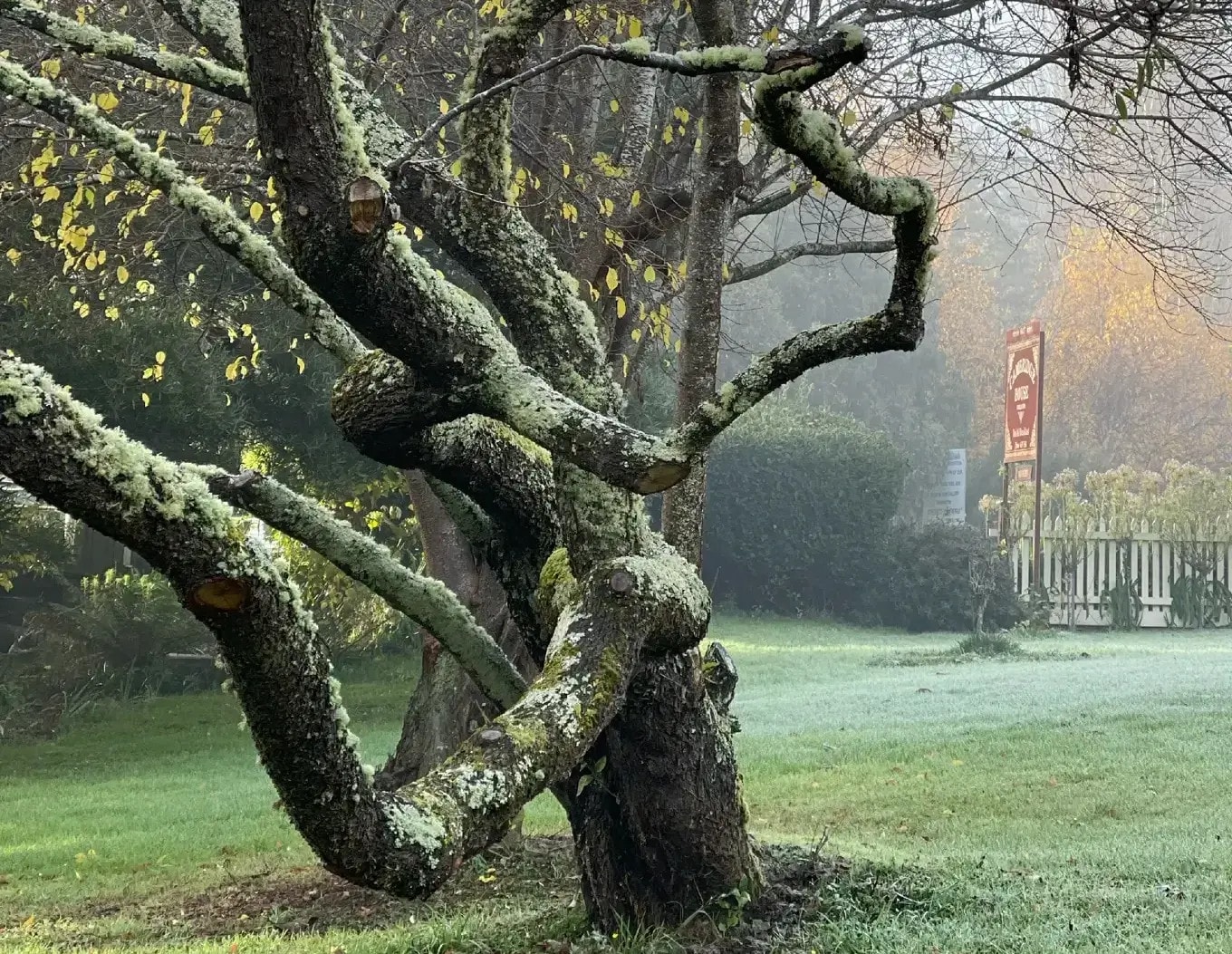 Quiet garden at Japan inspired stay in Tasmania Cambridge House Geeveston Huon Valley