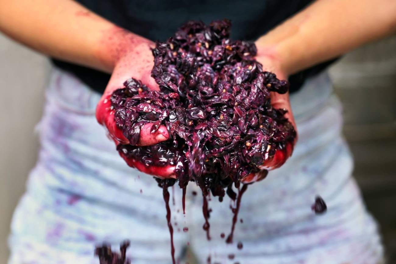 De-Iuliis-Wines-Photo-Credit-Chris-Elfes-Travellarks-NSW - Travellarks De-Iuliis-Wines-Photo-Credit-Chris-Elfes-Travellarks-NSW.j