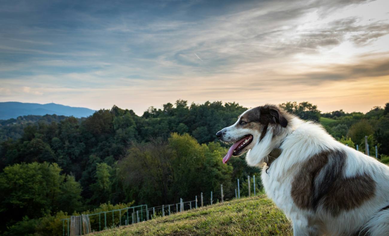 Dog-overlooking-a-vineyard-Photo-Credit-Nicola - Travellarks Dog-overlooking-a-vineyard-Photo-Credit-N.Icola