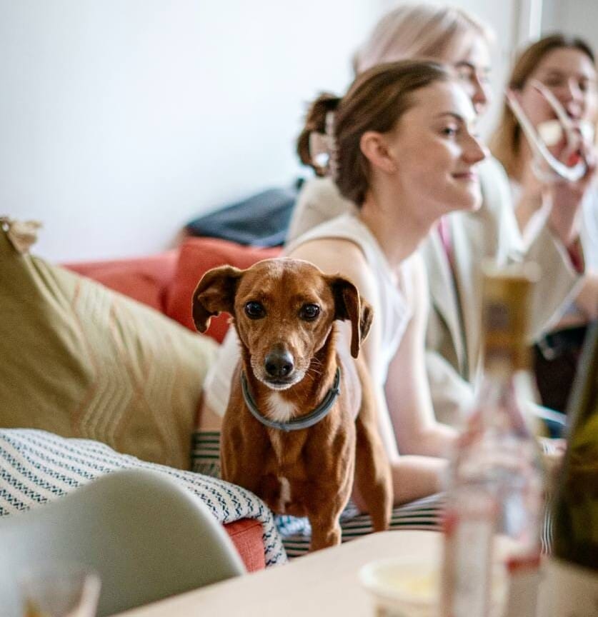 Dog-with-the-girls-NSW-Photo-timur-shakerzianov - Travellarks Dog-with-the-girls-NSW-Photo-timur-shakerzianov