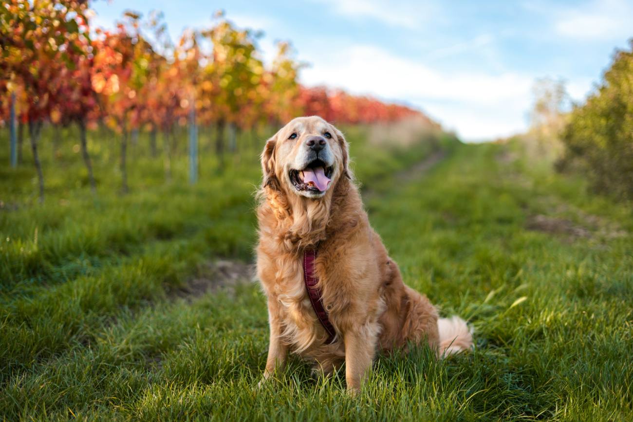 Golden-Retriever-on-acreage-NSW-Photo-Credit-Michelle-Huber - Travellarks Golden-Retriever-on-acreage-NSW-Photo-Credit-Michelle-Huber.