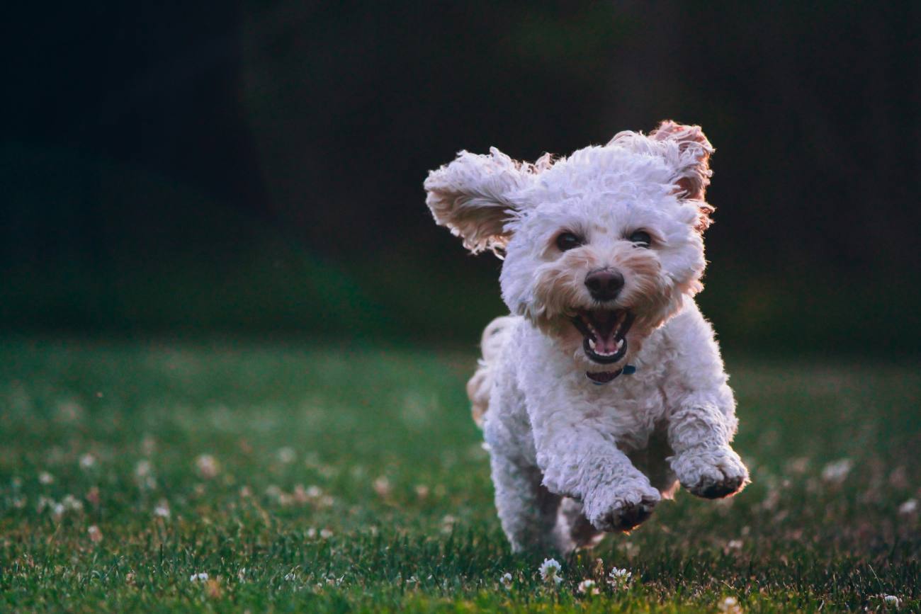 Happy-dog-on-grass-nsw-photo-credit-Joe-caione- - Travellarks Happy-dog-on-grass-nsw-photo-credit-Joe-caione