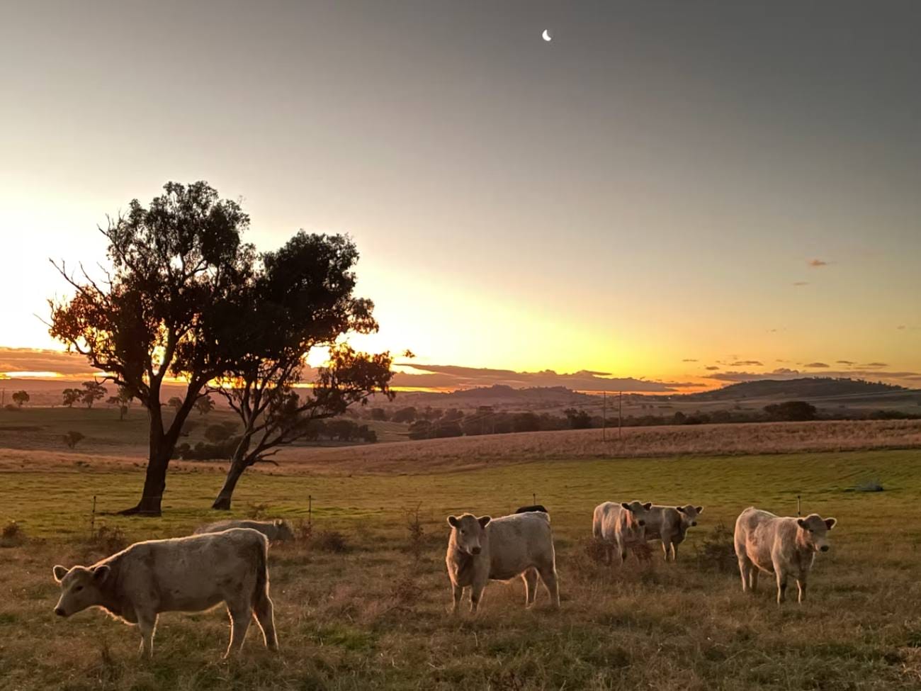 MurrayGreyCattleSunsetTheRedHillNestGlanmireTravellarksNSW Travellarks Getaways Murray Grey Cattle Sunset The Red Hill Nest Glanmire Travellarks NSWjpg