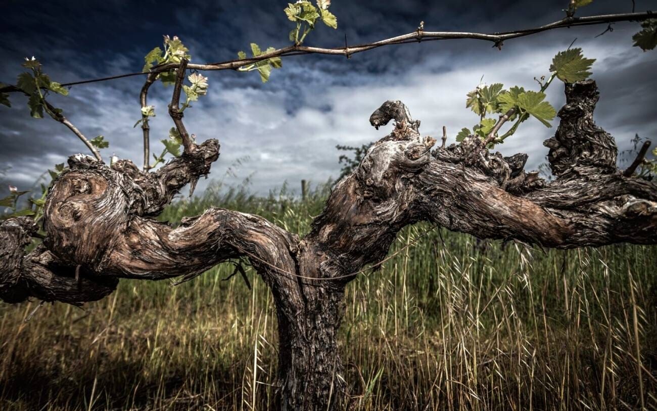 old-vine-Skillogalee-Winery-South-Australia.jpg