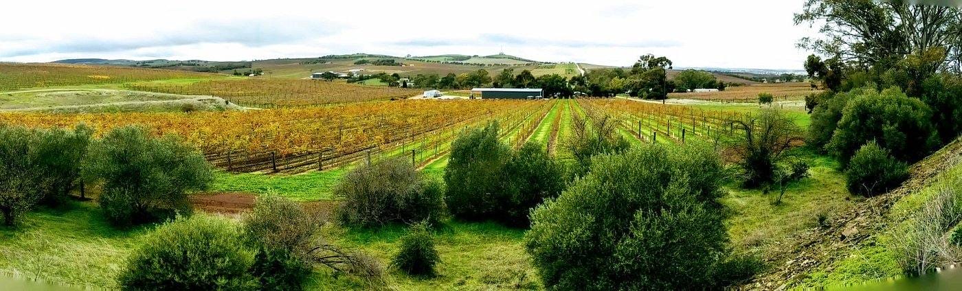 panorieslingtrailclaresouthaustraliaTravellarks Travellarks Getaways pano riesling trail clare south australia Travellarksjpg