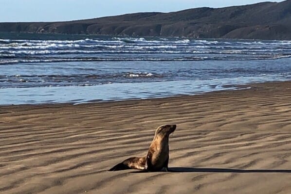 SealatArchersKnobTasmaniaPhotoCreditPortmelbTravellarksGetaways  Travellarks Getaways Seal at Archers Knob Roadtrip from Launceston to Weymouth Tasmania Photo Credit Portmelb Travellarks Getaways