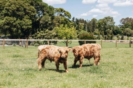 Life on the farm is very is real at Moraea Farm by the Linnaeus Collection, Berry, NSW - Travellarks Getaways